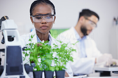 Buy stock photo Plants, science or black woman writing for research, cannabis inspection or sustainability innovation. African scientist in laboratory for leaf growth notes, weed data analysis or floral analytics 