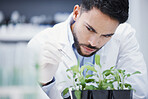 Research, man or scientist with leaf sample for analysis, floral sustainability or plants growth innovation. Science, studying biotechnology or ecology expert in a laboratory for agro development 