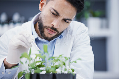Buy stock photo Plants, thinking and scientist man in laboratory with solution, growth check and analysis of medical research or test. Young science person with focus for green leaf, weed medicine or pharmaceutical