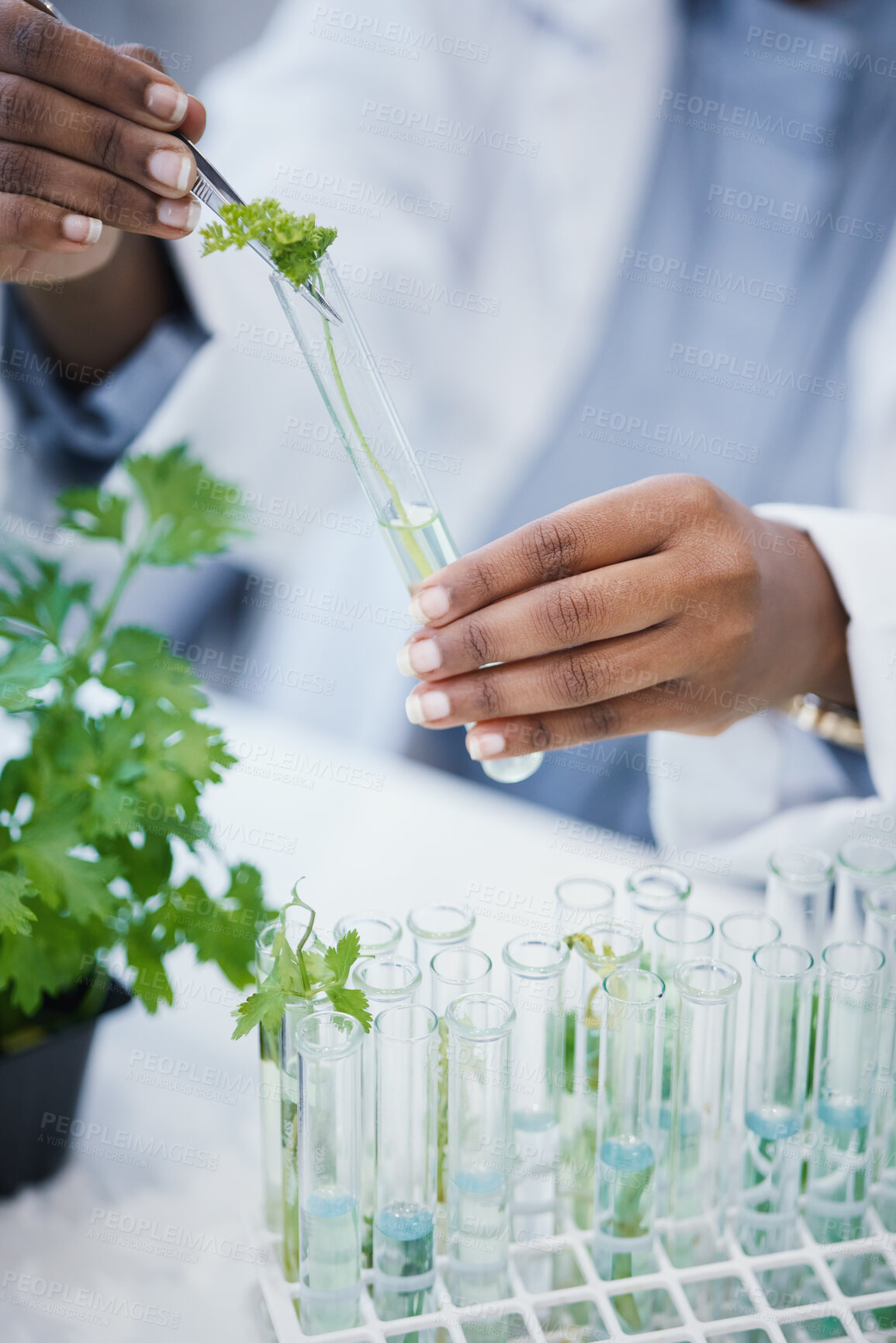 Buy stock photo Hands, plant and scientist in laboratory with test tubes, experiment or research on leaves, growth or agriculture study. Science, biotechnology worker or education studying ecology or climate change