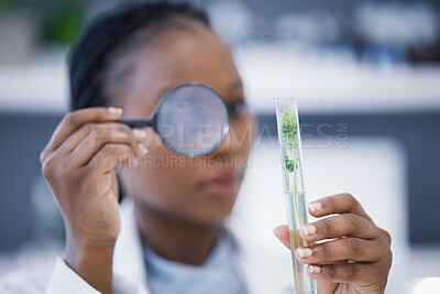 Buy stock photo Magnifying glass, black woman or scientist with plants in test tube for analysis, research or leaf growth. Science blur, studying biotechnology or ecology expert in laboratory for agro development