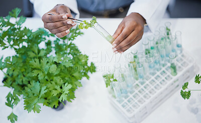 Buy stock photo Plant, hands and scientist in laboratory with test tubes, experiment or research on leaves, growth or agriculture study. Science, biotechnology worker or education studying ecology or climate change