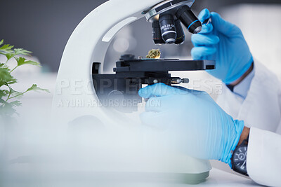 Buy stock photo Weed, microscope or hands of scientist in laboratory research, marijuana experiment or analysis test. Innovation, biotechnology or science researcher studying with equipment to examine weed bud plant