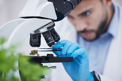 Buy stock photo Plant particles, microscope science and man in laboratory with sustainability ecology and botany research. Leaf growth, study and male scientist in a lab for agriculture development and scope testing