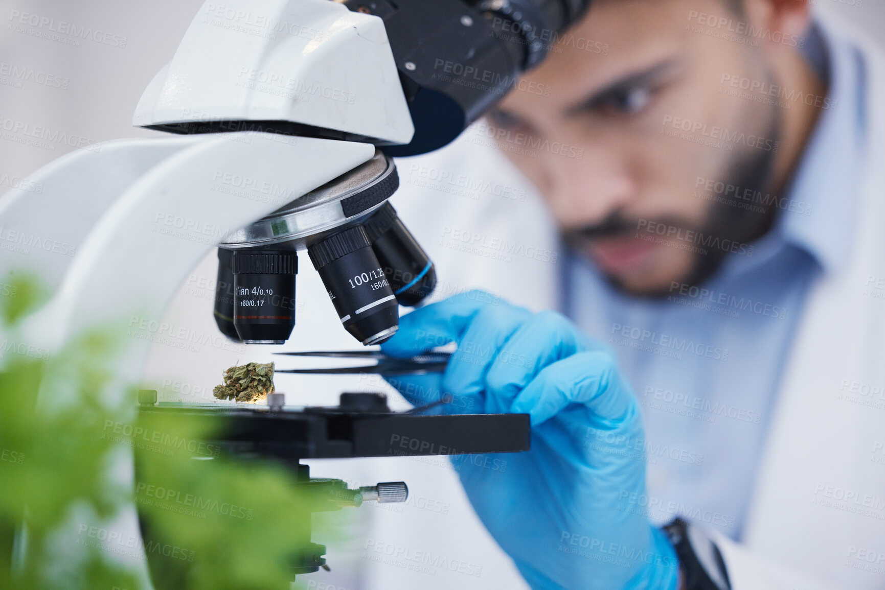 Buy stock photo Plant particles, microscope science and man in laboratory with sustainability ecology and botany research. Leaf growth, study and male scientist in a lab for agriculture development and scope testing