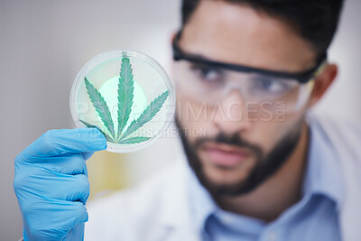 Buy stock photo Marijuana, man or scientist with leaf sample for research, sustainability or plants growth innovation. Science, studying weed plant or biologist expert in a laboratory with cannabis for development 