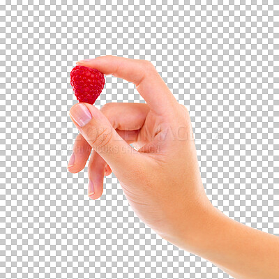 Buy stock photo Diet, wellness and closeup of a hand with raspberry for health, nutrition or juicy snack. Zoom of person with a natural, raw and organic red fruit for vitamins isolated by transparent png background.