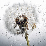 Dandelion, water drops and closeup of flower in nature for spring and natural background. Ai generated, garden weed and macro of plant for environment, ecosystem and ecology or sustainability