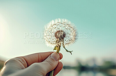 Dandelion, closeup and hands of person blowing in the wind in nature against a blue sky. Plant, seed and Ai generated flower in the air for hope, change or wish in the sunshine of Spring time