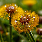 Dandelion, water drops and closeup of flower in nature for spring and natural background. Ai generated, yellow garden weed and macro of plant for environment, ecosystem and ecology or sustainability