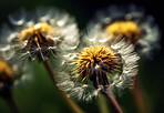 Dandelion, closeup of flower in nature for spring and natural background. Ai generated, garden weed and macro of plant for environment, ecosystem and ecology or sustainability