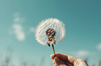 Dandelion, closeup and hands of person blowing in the wind in nature against a blue sky. Plant, seed and Ai generated flower in the air for hope, change or wish in the sunshine of Spring time