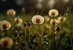 Dandelion, water drops and closeup of flower in nature for spring and natural background. Ai generated, garden weed and macro of plant for environment, ecosystem and ecology or sustainability