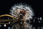 Dandelion, water drops and closeup of flower in nature for spring and natural background. Ai generated, garden weed and plant macro for environment, ecosystem and ecology or sustainability in a lake