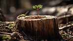 Closeup, growth and tree stump with sapling, forest and sustainability with ai generated plant