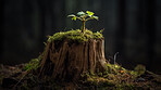 Closeup, plant and tree stump with sapling, growth and sustainability in ai generated forest