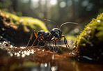 Closeup, ant and bug in nature woods, forest and river for sustainability and ai generated insect