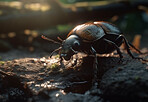 Closeup, dung beetle and bug in nature forest for biology, sustainability and ai generated insect