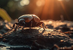 Closeup, dung beetle and insect in nature forest for biology, sustainability and ai generated bug