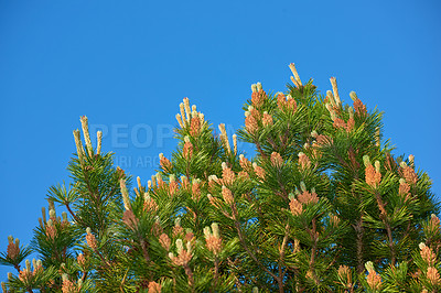 Buy stock photo Closeup of a beautiful Allepo pine tree top against a clear blue sky in Norway. Lush green tree with buds and needlelike leaves growing on the branches in a forest in the countryside during spring