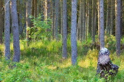 Buy stock photo Landscape of pine tree trunks in the woods with lush overgrown grass. Many straight thin trees and a stump in a remote eco forest or wilderness with bushy plants and ferns. A summer foliage in Sweden