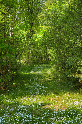 Buy stock photo Meadow flowers bloom and green grass with a forest background. Small white blooming flowers on the lawn. Scenic forest view of fresh green grass and flowers on a sunny day. The sight view of the lush