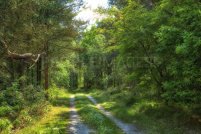 Buy stock photo Dirt road in a lush forest of greenery on a sunny day.  Exploring a mysterious wilderness in summer. Hiking trail in nature, adventure and discovery. Peaceful empty landscape of trees and wild grass