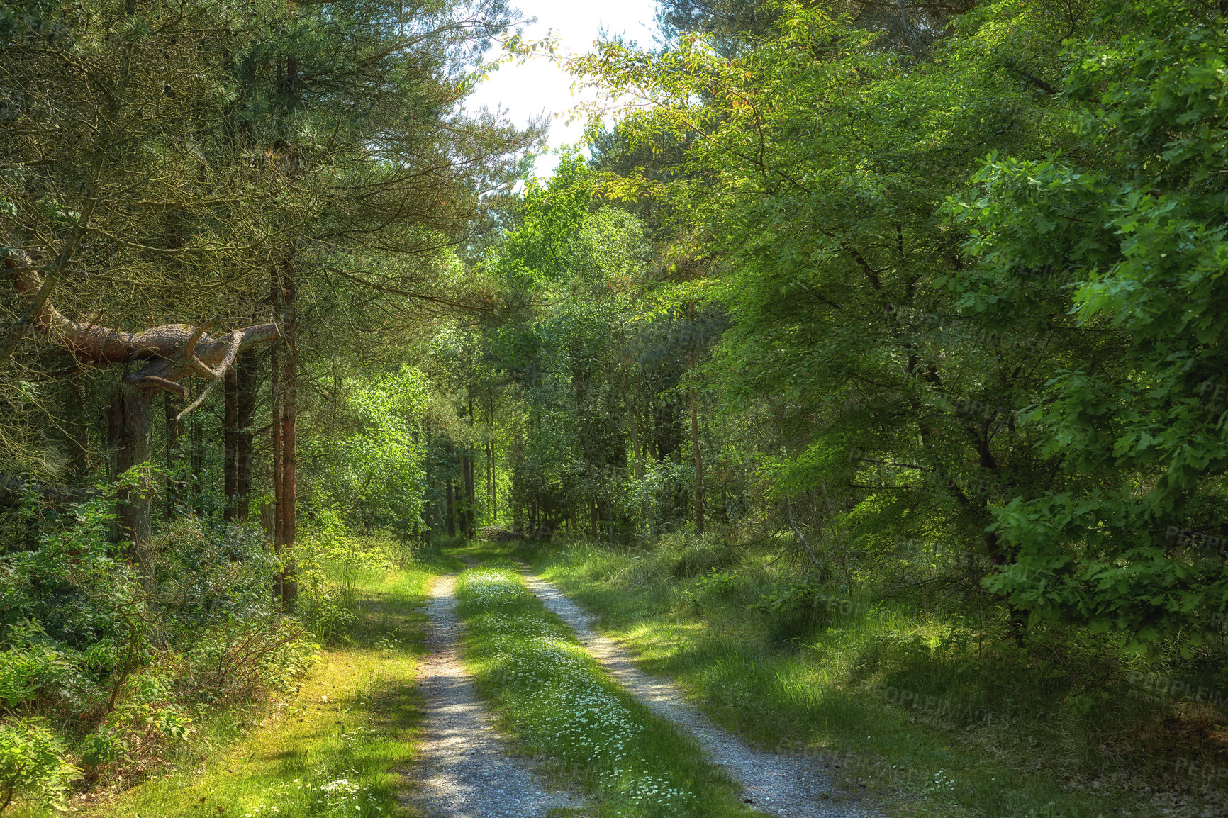 Buy stock photo Dirt road in a lush forest of greenery on a sunny day.  Exploring a mysterious wilderness in summer. Hiking trail in nature, adventure and discovery. Peaceful empty landscape of trees and wild grass