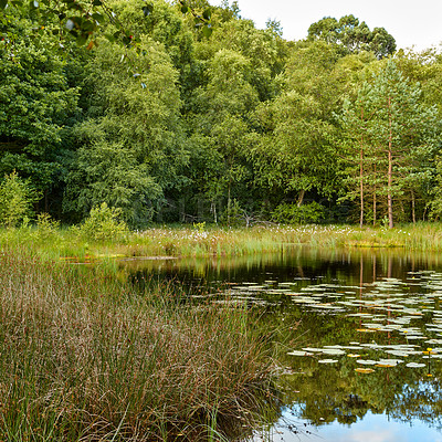 Buy stock photo Green trees and pasture near a pond on a summer day. A forest with a lake and lush green plants in a remote location. Vibrant bright green landscape and peaceful scenic view of nature in Denmark