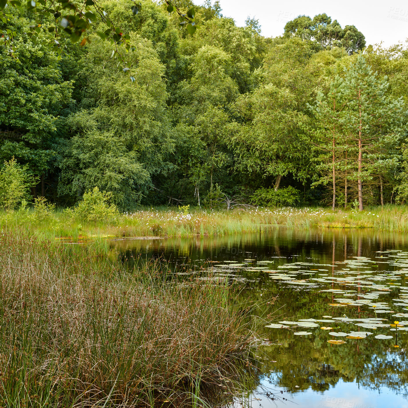 Buy stock photo Green trees and pasture near a pond on a summer day. A forest with a lake and lush green plants in a remote location. Vibrant bright green landscape and peaceful scenic view of nature in Denmark