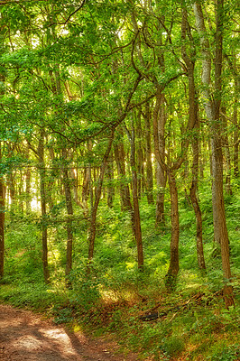 Buy stock photo  Trees in the forest with sunbeams during the early morning. Flying low between trees in the forest sunbeams on a magical landscape to explore an adventure  Springtime monsoon with greenery leaves.