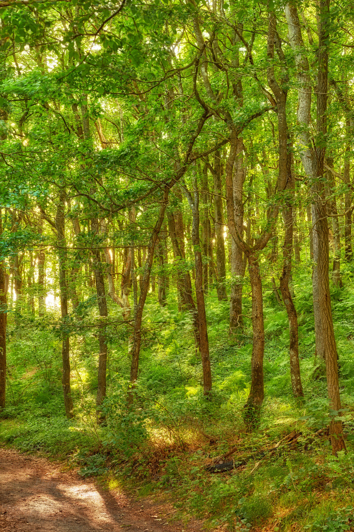 Buy stock photo  Trees in the forest with sunbeams during the early morning. Flying low between trees in the forest sunbeams on a magical landscape to explore an adventure  Springtime monsoon with greenery leaves.