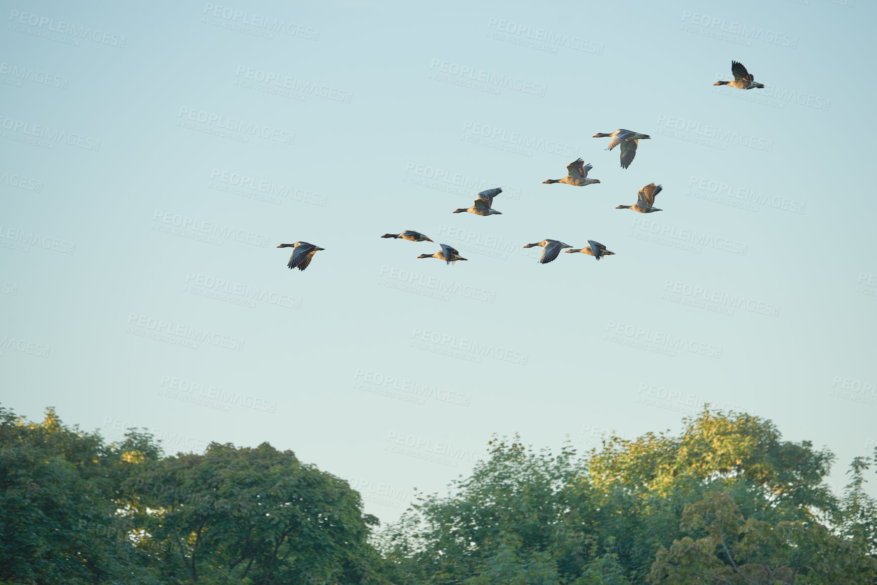 Buy stock photo Flock of geese or ducks migrating and flying in formation together against blue sky with copyspace. A united group of avian wildlife in flight, searching for open water and food habitat. Duck hunting