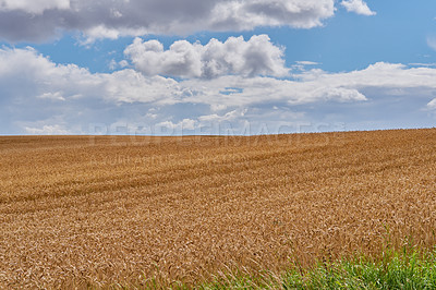 Buy stock photo Landscape of a harvested wheat field on a cloudy day. Rustic farm land against a blue horizon. Brown grain growing in summer. Organic corn farming in harvest season. Cultivating organic barley or rye