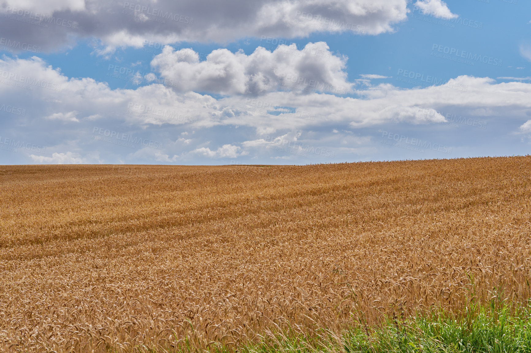 Buy stock photo Landscape of a harvested wheat field on a cloudy day. Rustic farm land against a blue horizon. Brown grain growing in summer. Organic corn farming in harvest season. Cultivating organic barley or rye