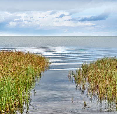 Buy stock photo Scenic view of pond and lake rushes and aquatic plants growing on the bank of a bay of water with a blue sky and copyspace. Serene, zen, calm and tranquil meditation area. Wild reeds in remote area