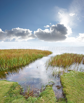 Buy stock photo Landscape of a swamp lake against a cloudy horizon. Calm lagoon with reeds on a blue background. Wild grass growing by the seaside in Norway. Peaceful and secluded fishing location in nature.