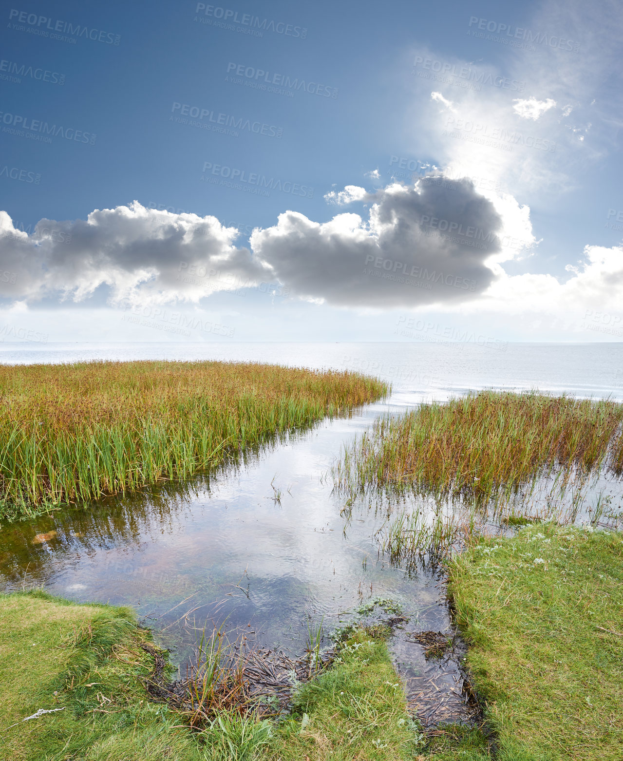 Buy stock photo Landscape of a swamp lake against a cloudy horizon. Calm lagoon with reeds on a blue background. Wild grass growing by the seaside in Norway. Peaceful and secluded fishing location in nature.