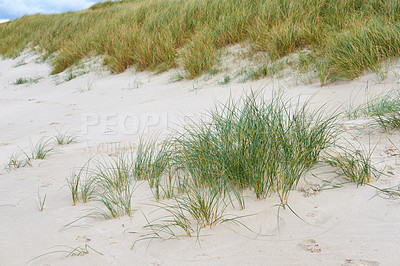 Buy stock photo Sand, green grass and beach with natural growth for ridge, mound or formation of seasonal change on coast. Empty, bush or greenery with land of wilderness, slope or Baltic Sea for ecology by dunes