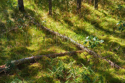 Buy stock photo Landscape scene through the rural woodland forest in spring. View of fallen tree trunks lying on overgrown grass in the woods in Denmark. Bushy plants and thin tree trunks. of Nature background 