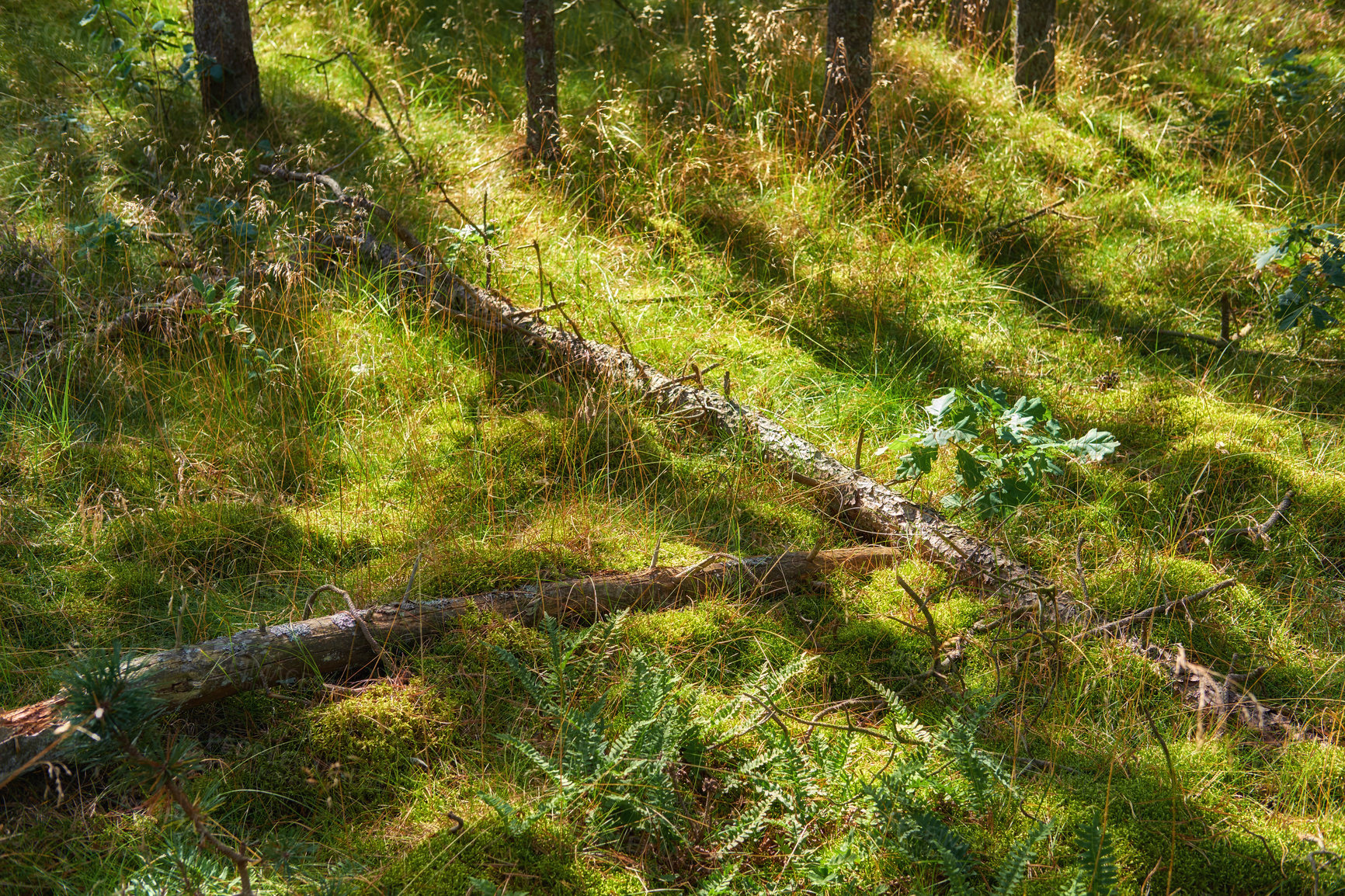 Buy stock photo Landscape scene through the rural woodland forest in spring. View of fallen tree trunks lying on overgrown grass in the woods in Denmark. Bushy plants and thin tree trunks. of Nature background 