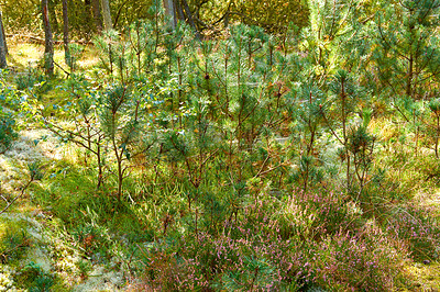 Buy stock photo A landscape view of a willow plant in the middle of the forest, surrounded by bush, grass, and leaves. white willow on a sunny day in the field. Group of willow with leaves in the background.