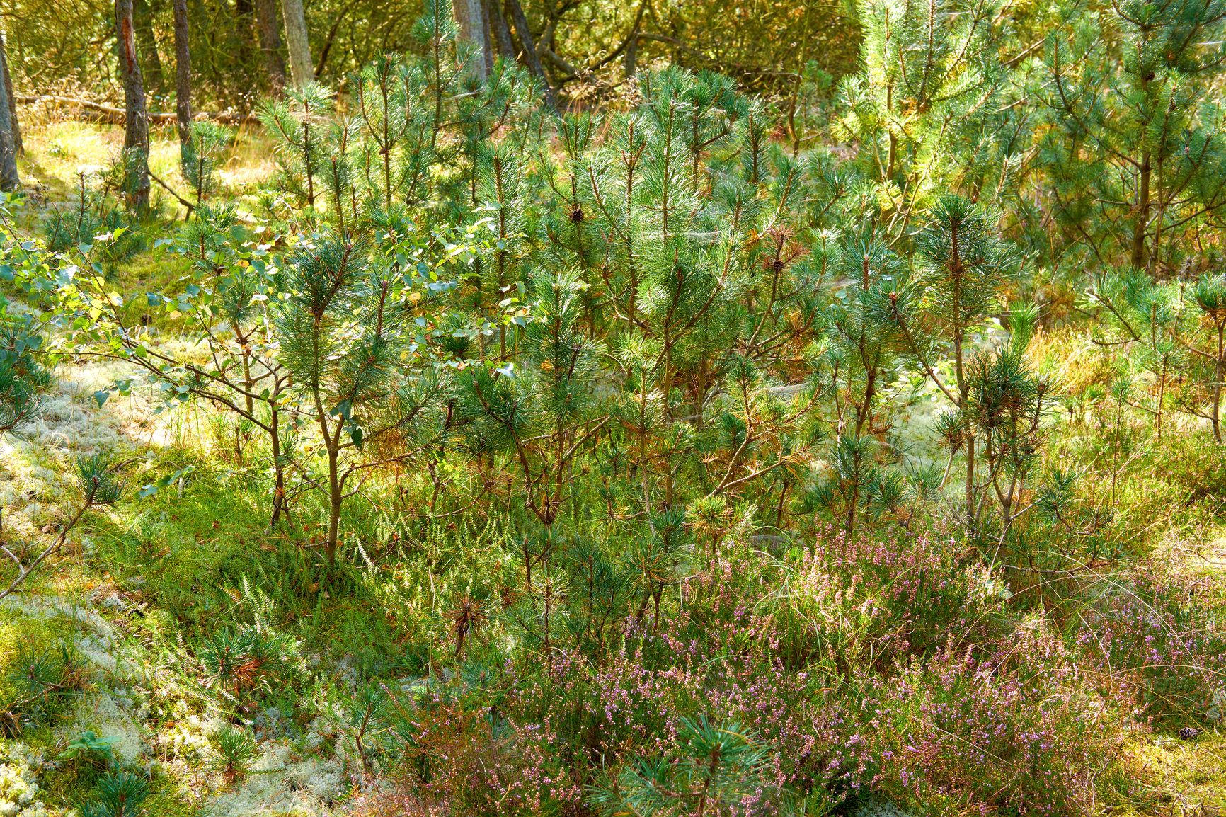 Buy stock photo A landscape view of a willow plant in the middle of the forest, surrounded by bush, grass, and leaves. white willow on a sunny day in the field. Group of willow with leaves in the background.