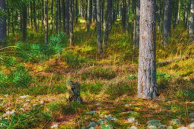 Buy stock photo The landscape view of woodland with green trees in a forest. Trunks of young oak or spruce trees growing outside wilderness in nature. A serene peaceful natural view to explore on an adventure.