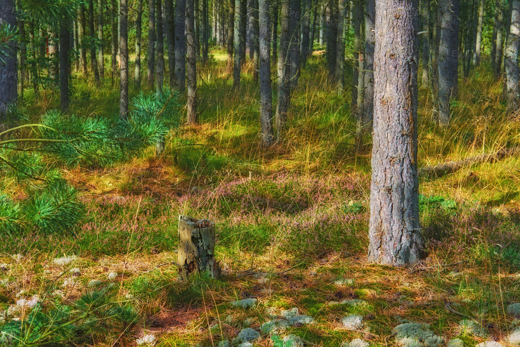 Buy stock photo The landscape view of woodland with green trees in a forest. Trunks of young oak or spruce trees growing outside wilderness in nature. A serene peaceful natural view to explore on an adventure.