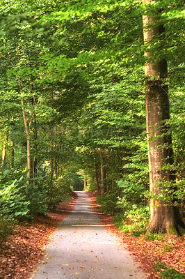 Buy stock photo Path in beautiful green forest with lush foliage on a summer day. Tar trail in nature with brown fallen leaves in spring. Road outdoors near trees and foliage. A pathway in a natural scenic landscape