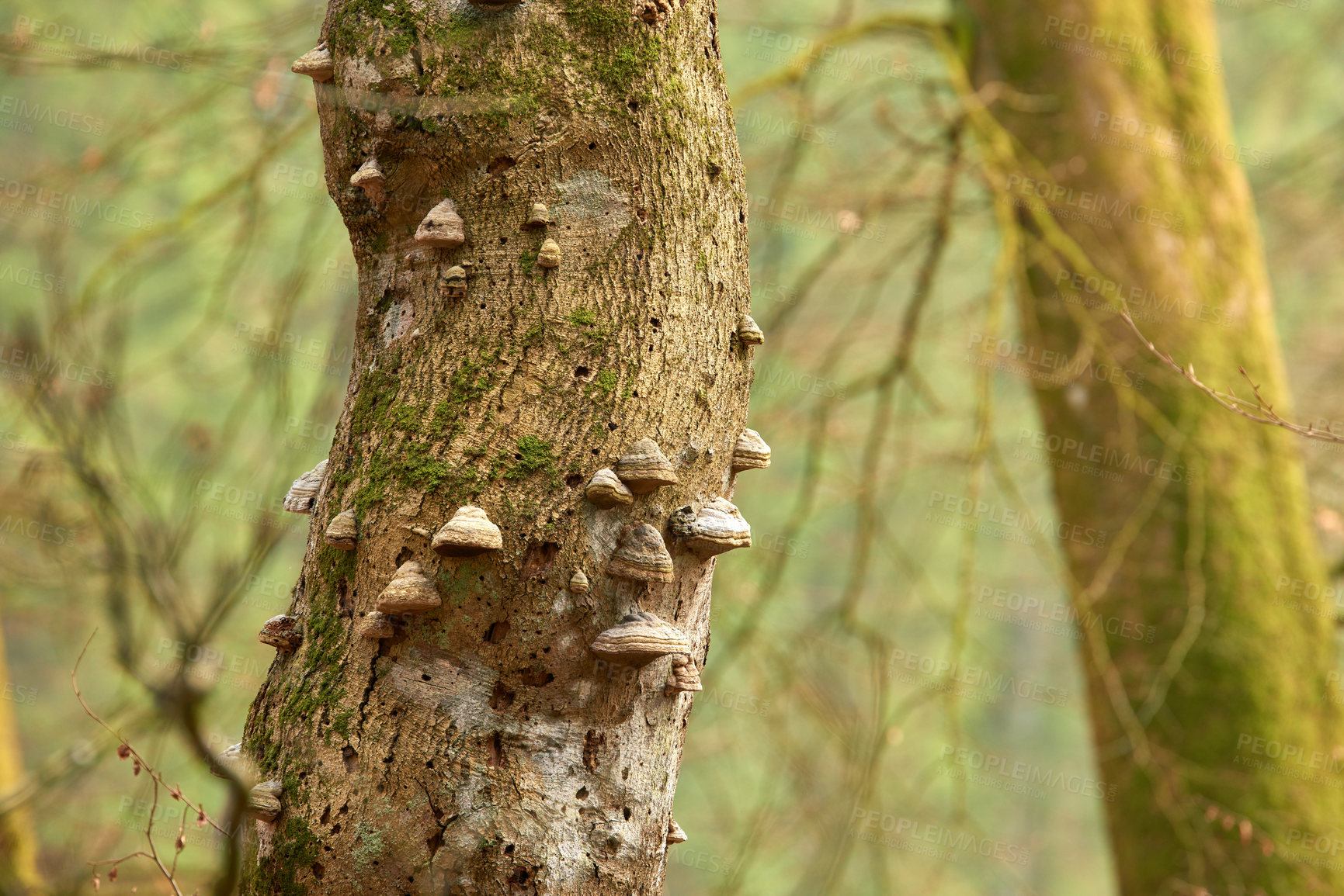 Buy stock photo Trees, jungle and foliage with moss in nature of climate change, sustainable environment and plant growth. Wilderness, aging jorest and woods for transformation, natural ecology and Denmark ecosystem