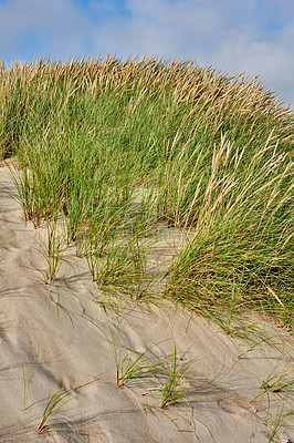 Buy stock photo Ocean, grass and beach sand with blue sky outdoor of coastal environment, plant growth and summer trip. Sea, Poaceae species and green leaves for topical ecology, natural habitat and nature landscape