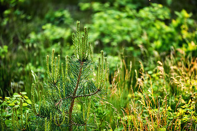 Buy stock photo Nature in the Kingdom of Denmark