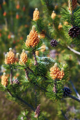 Buy stock photo Nature in the Kingdom of Denmark